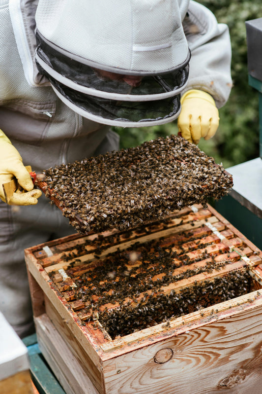 Bienenwachs in der Holzpflege